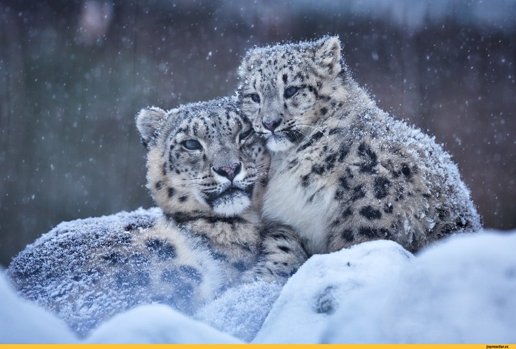 Снежные Барсы Арск