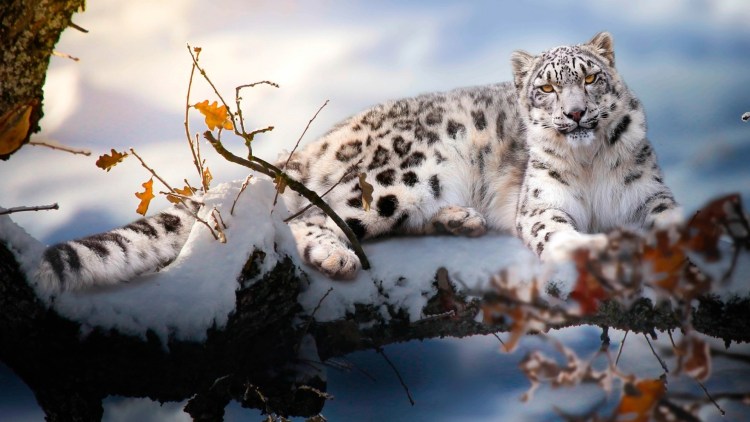 Снежный Барс Эльбрус