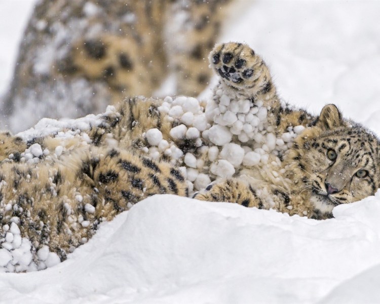 Ирбис и Дальневосточный леопард