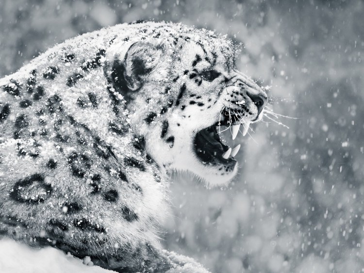 Снежный Барс Ирбис зимой