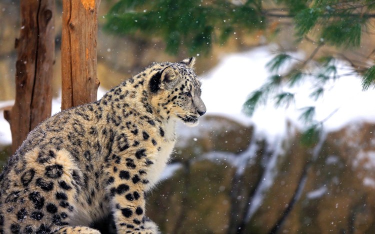 Снежный Барс в горах