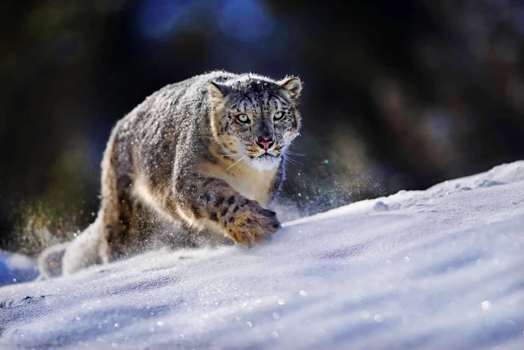 Снежный Барс Ирбис зимой