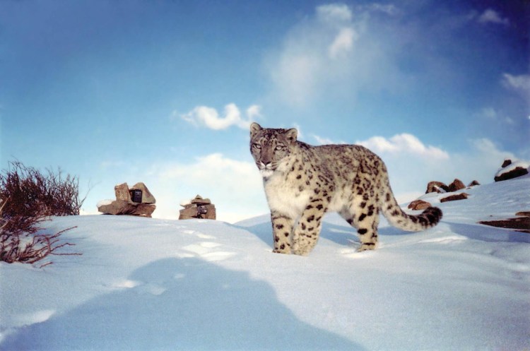 Снежный Барс в дикой природе
