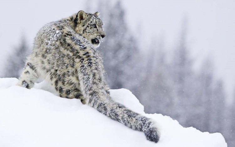 Ирбис и леопард