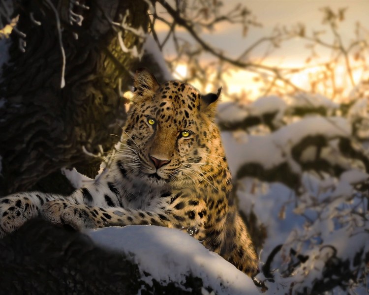 Снежный леопард Ирбис