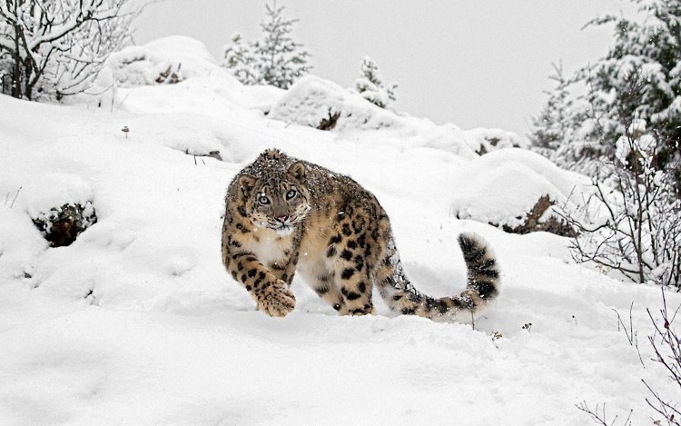 Снежный леопард
