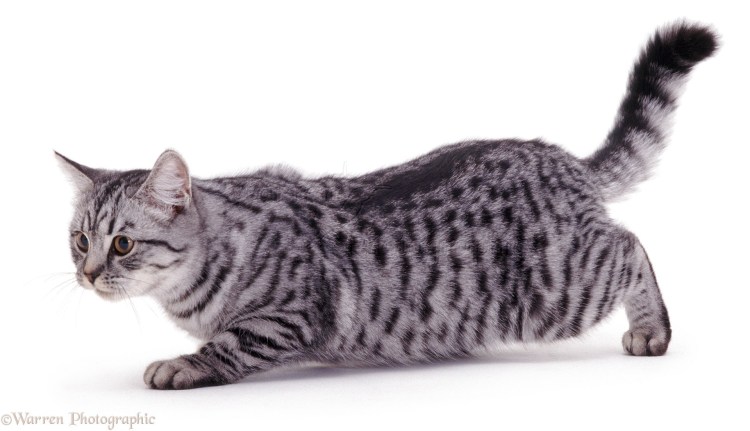 Мраморный табби европейская короткошерстная