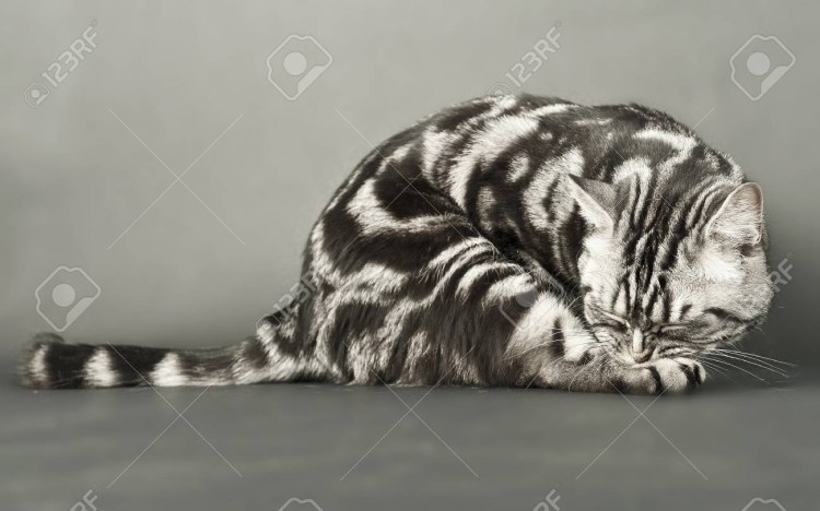 Кот мраморного окраса