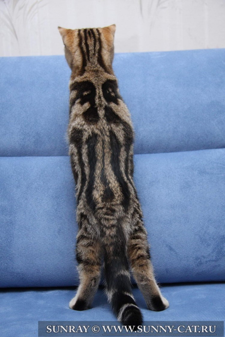 Бенгальская кошка Браун Марбл