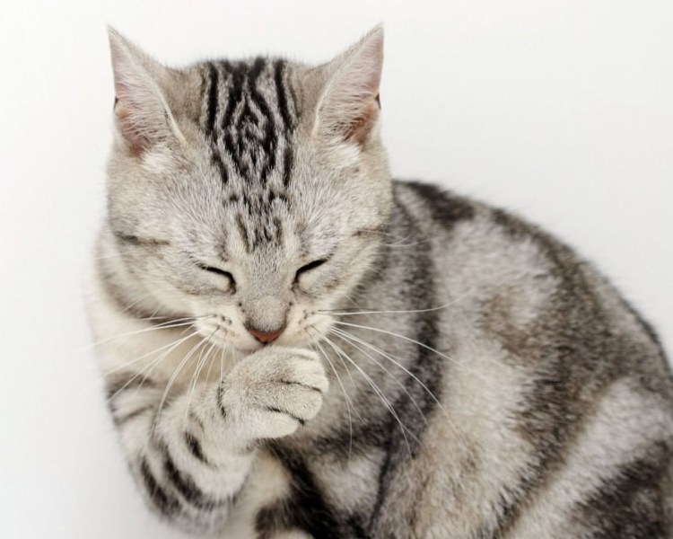 Кошка Classic tabby