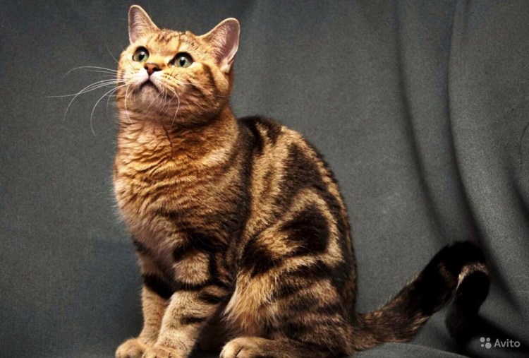 Американская короткошерстная табби