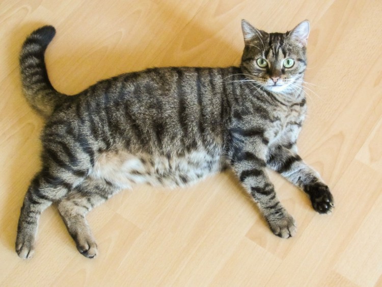 Кошка на дыбах