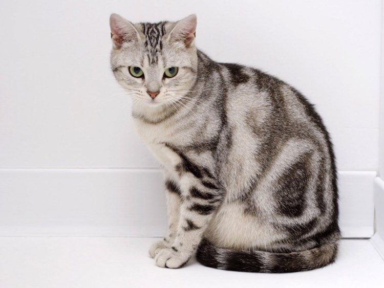 Tabby Cat рыжий