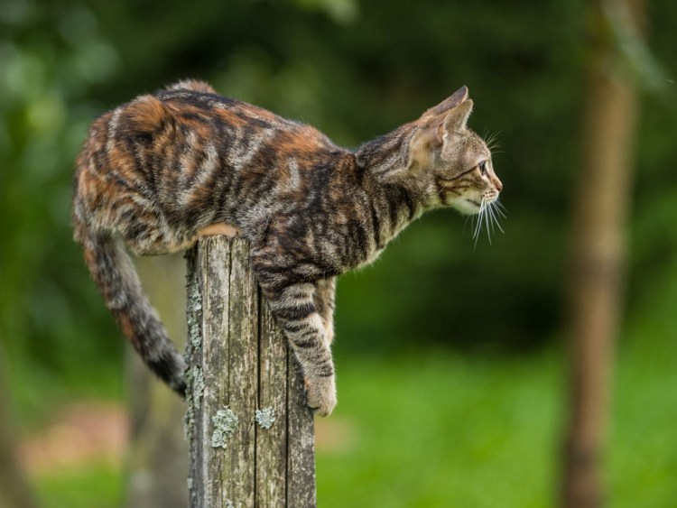 Табби макрель