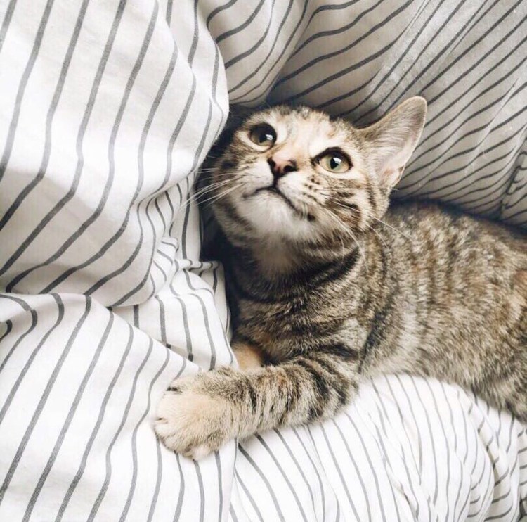 Рыжий кот с пятнами