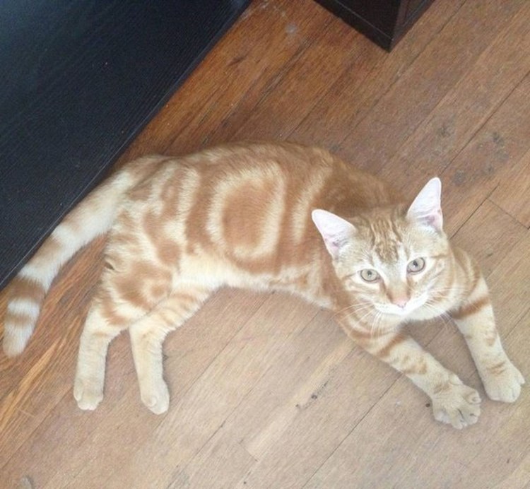 Кот на спине