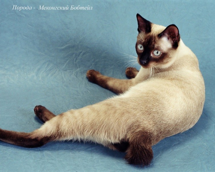 Тибетская порода кошек