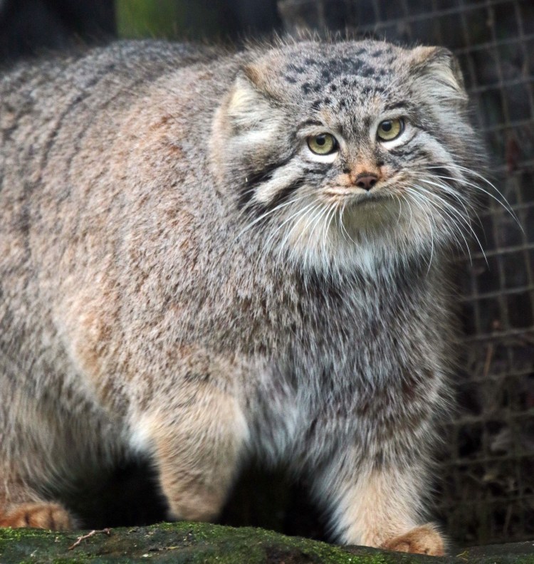 Манул Otocolobus manul