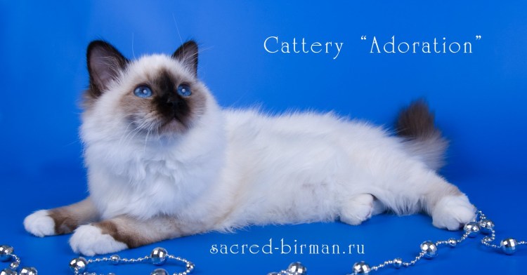 Дальневосточный кот Манул