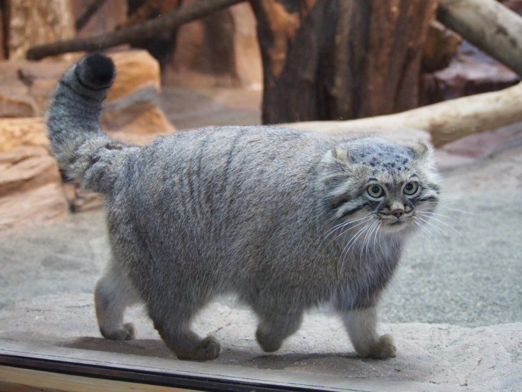 Тибетский сиамский кот