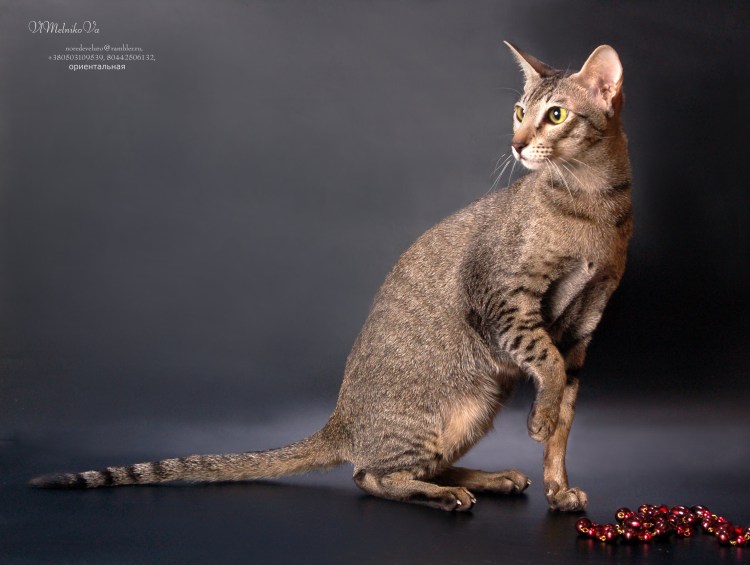 Порода котов тибетский