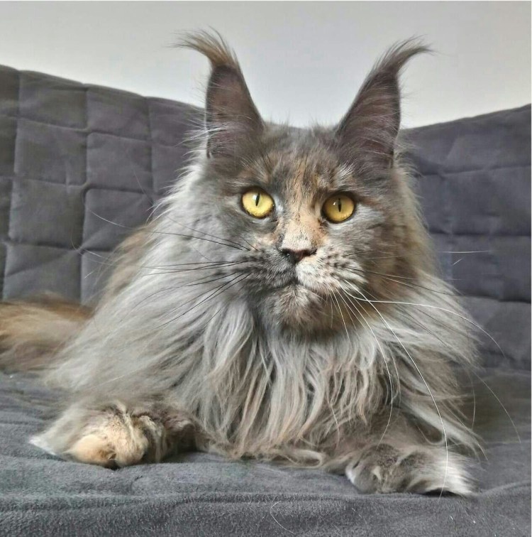 Манул (палласов кот)