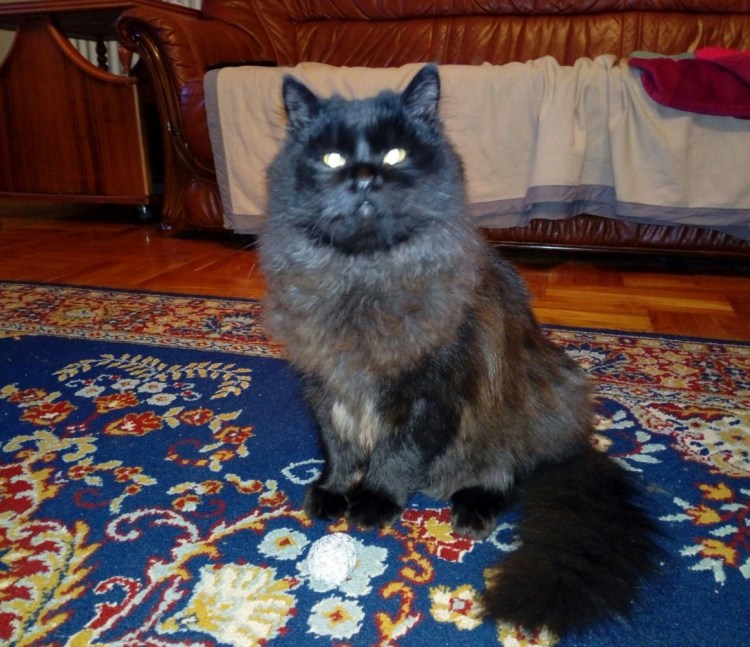 Манул (палласов кот)