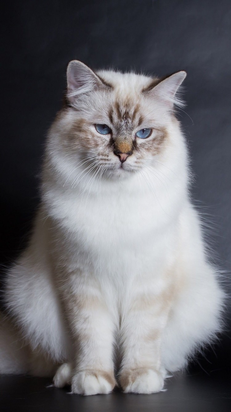 Тибетский Манул