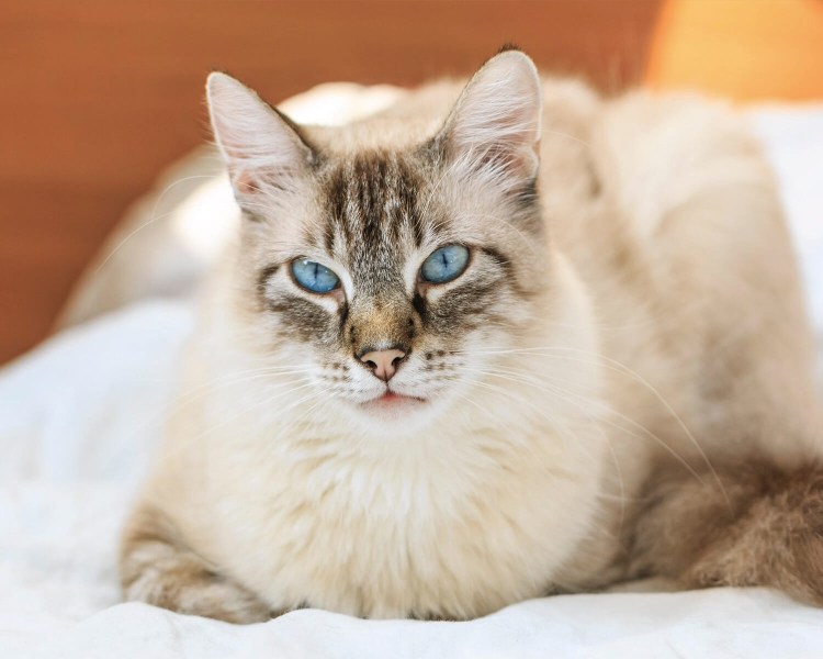 Камышовый кот Манул