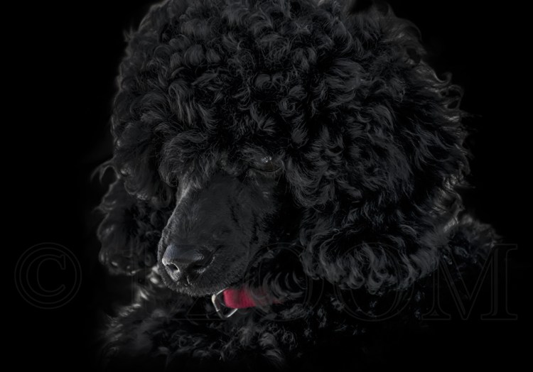 Пудель на черном фоне