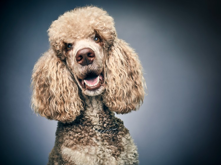 Королевский пудель