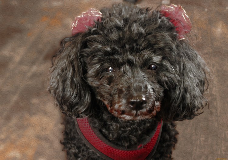 Нори пудель мини