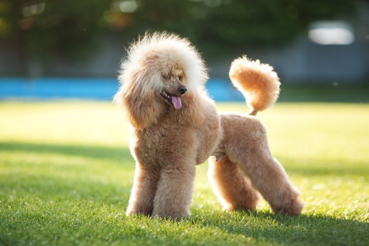 Пудель мальтипу рыжие