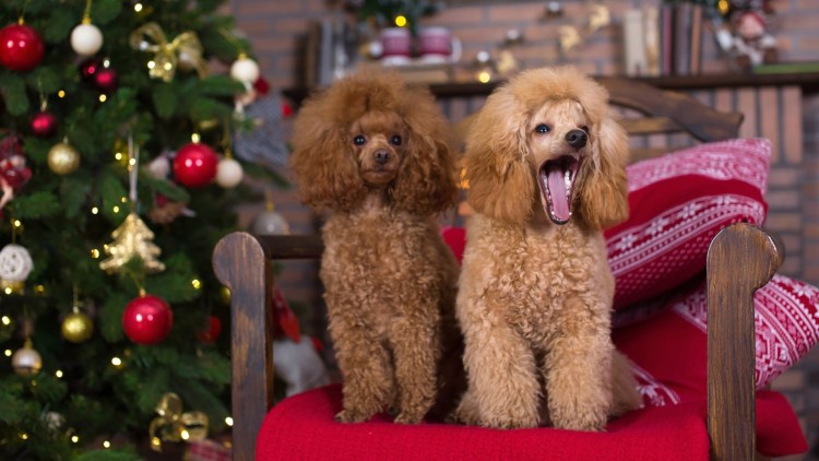 Карликовый пудель