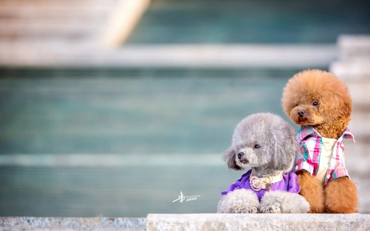 Большой пудель