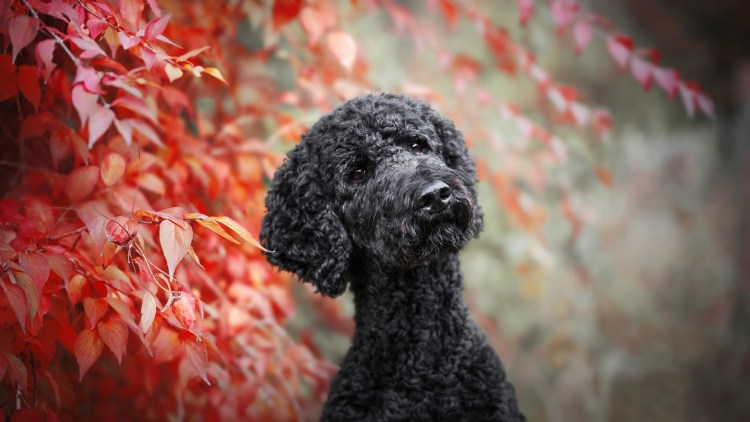 Красивые собаки пудель