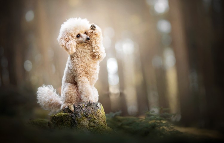Маленький пудель