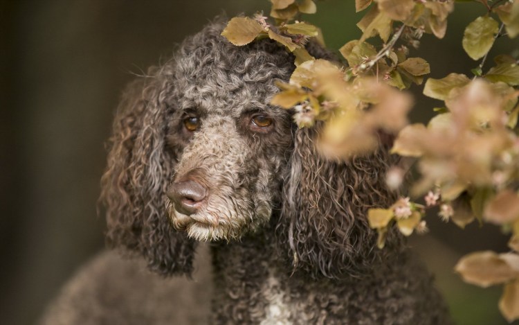Обои на рабочий стол черный пудель бесплатно