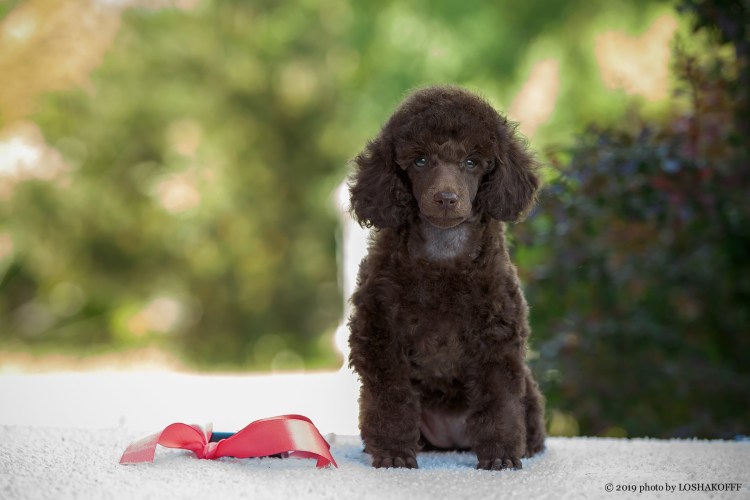 Карликовый пудель красный