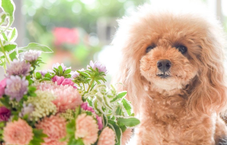 Пудель с букетом