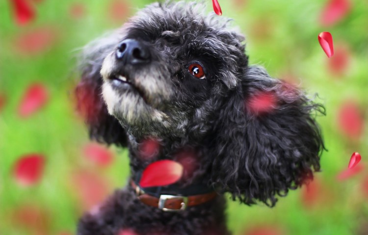 Пудель с цветами