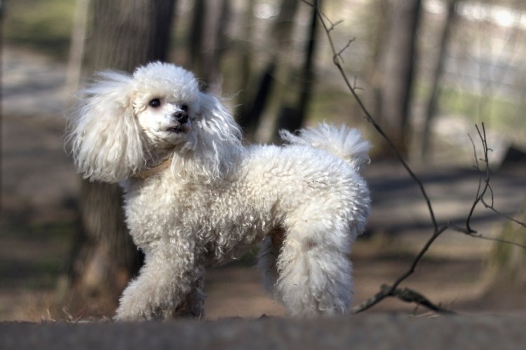 Французский пудель карликовый