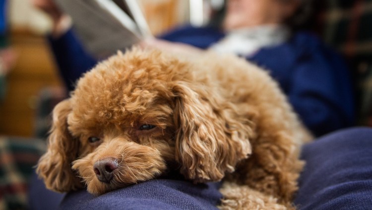 Пудель кудрявый