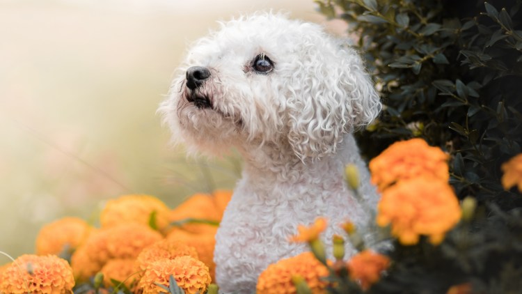 Картинки на рабочий стол пудель