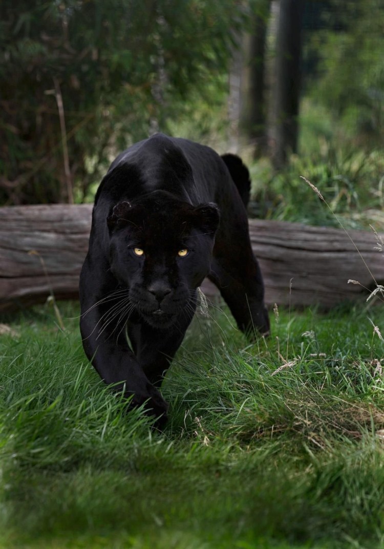 Меланизм у пантер