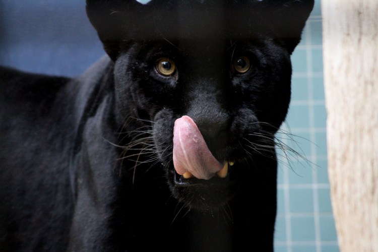 Черная Пума в прыжке фото