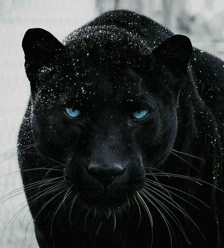Panthers beautiful