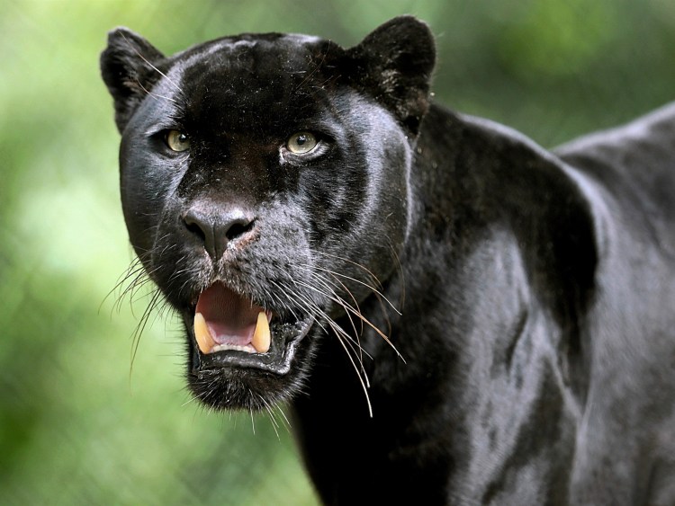 Леопард меланист