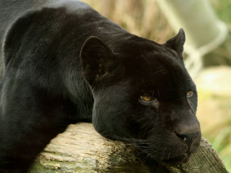 Черная пантера Ягуар меланист