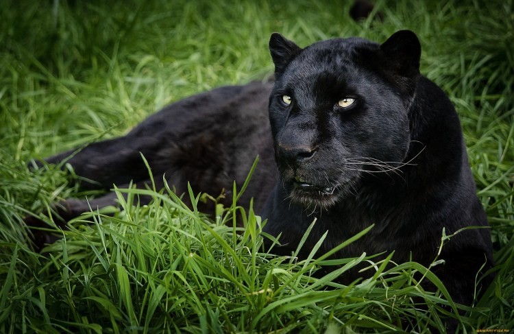 Гималайская пантера